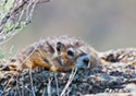 Marmota flaviventris